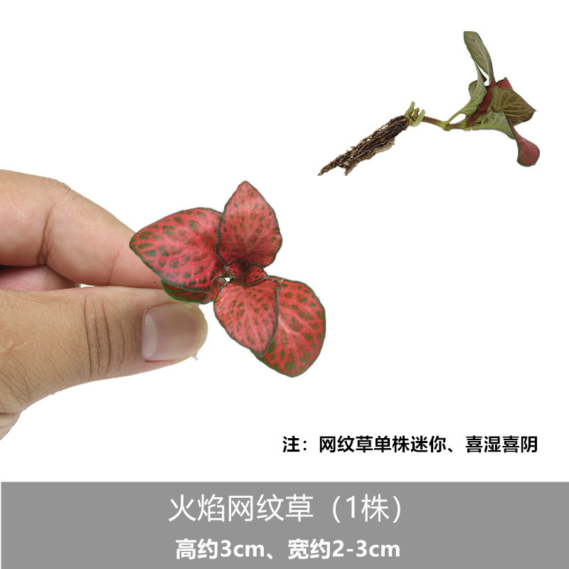 화염 망상 잔디 (1 식물)