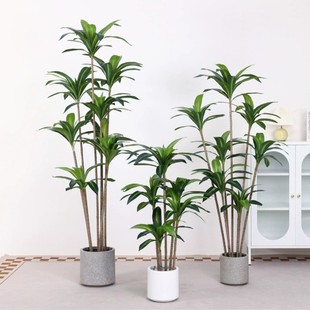 ���R�d�辰����Gֲ�������ľ���^�����F���F�~����ֲ���쾰����