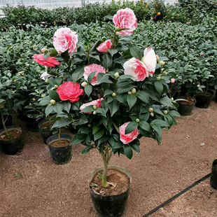 Double-Petaled Camellia Potted Saplings Fragrant Five-Color Red Camellia Flowers and Green Plants Indoor Courtyard Cold-Resistant