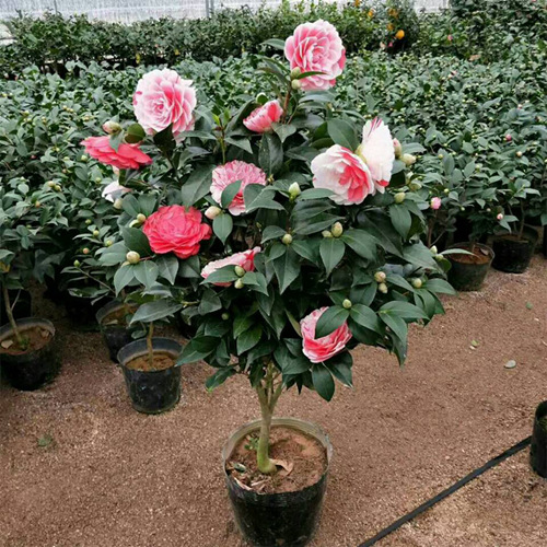 Plántulas en macetas de flores dobles con capullos de flores, flores de camelia Chidan de cinco colores, flores, plantas verdes, patio interior, resistente al frío