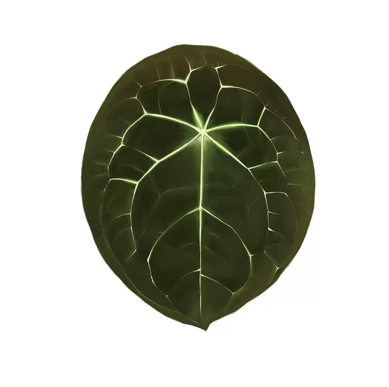 植物の魔法】熱帯の珍しい植物のアイデアの緑の植物の冷蔵庫は緑の植物の装飾の植物のシリーズの冷蔵庫を貼って貼ります。|undefined