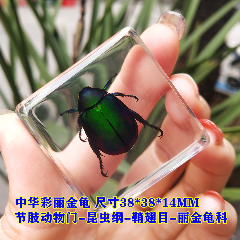 중국산 화려한 황금거북 55%