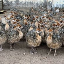 一公一母家养非洲小鸵鸟幼苗下蛋鸵鸟鸵鸟价格景区观赏成年鸵鸟
