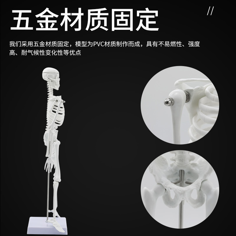 �˹Ǽܱ걾ģ���������ģ��45CM �ؽڿɻ��ѧ��֧�����ùǼ�