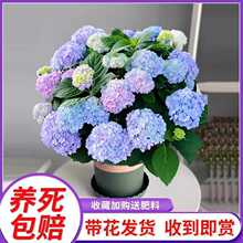 С�网���������ļ��_���҃�ֲ�ﻨ���̨���B��o�M���Ϙ�