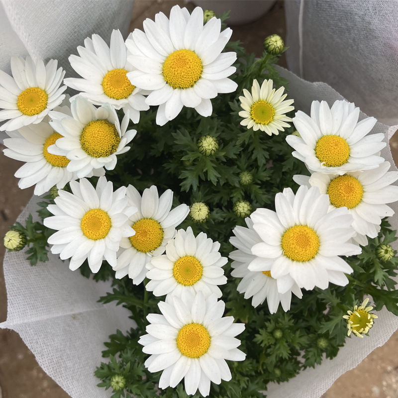 백징주(폭발기) 고전품종