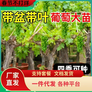 一件代发葡萄树苖阳光玫瑰果树果苗盆栽夏黑南方种植巨峰无籽蓝宝