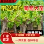 南方种植盆栽无籽果苗