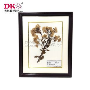Daye Teaching Plant Wax Leaf Specimens Exhibition Hall Exhibition Display Solid Wood Frame Hardcover Double Spike Bird Night Sakura
