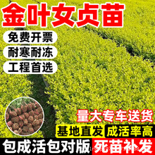 床苗批发金叶女贞树苗庭院别墅工程绿化苗四季常青常绿庭院绿篱色