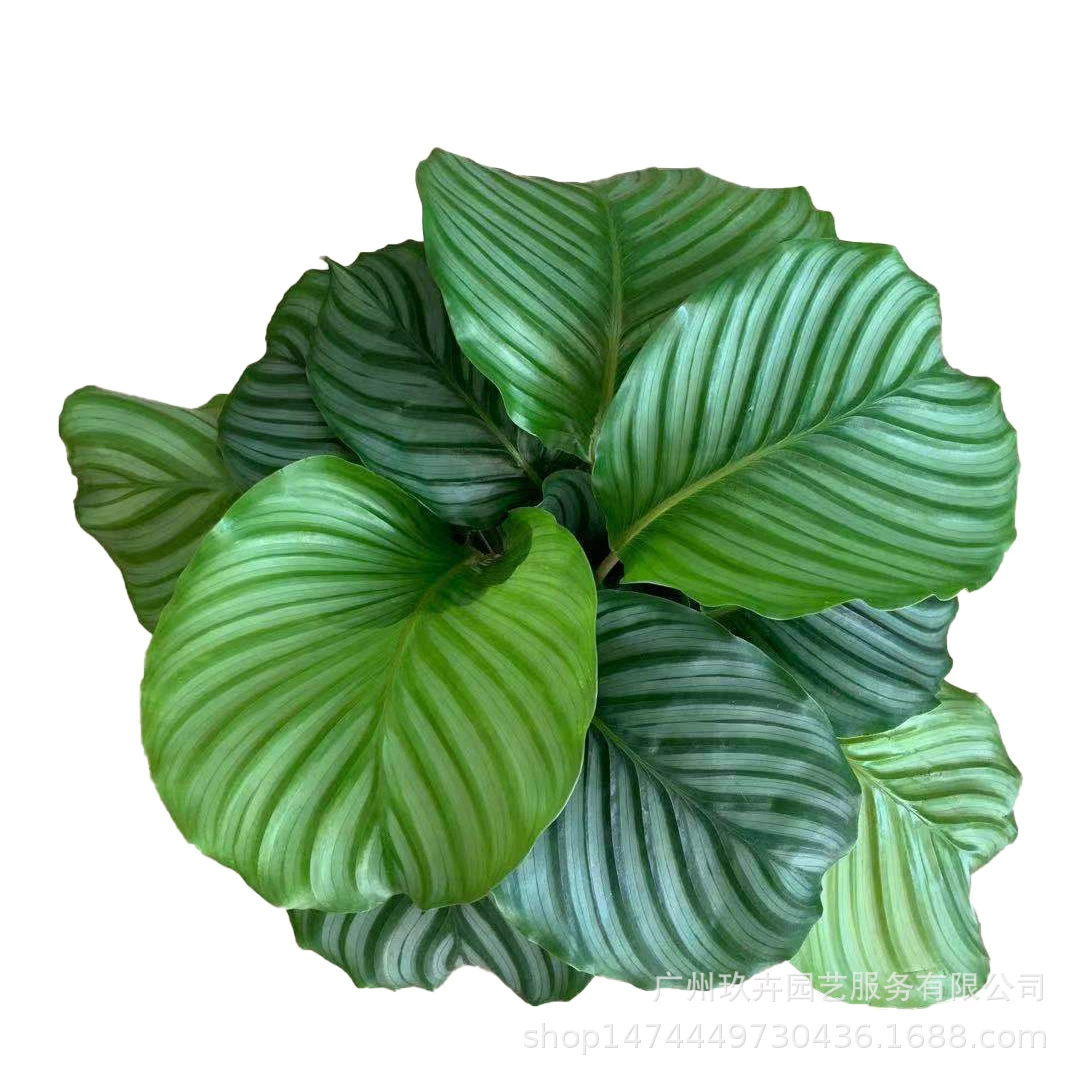 Зеленое яблоко арроут вид лист Горшечное растение зеленое растение парк зеленое растение двор гостиная балкон офис настольное растение в горшке