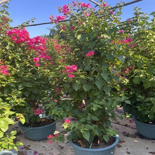 �����ļ��t�ն��N���� �V�|��ɫ����÷ �����������÷����