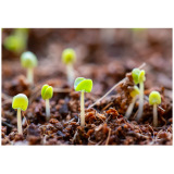 京博 Провинциальный Гунбао лецитин, липид, спирт, эфир, полимер, наносящий агент, пестицид, синергист, силиконовая добавка