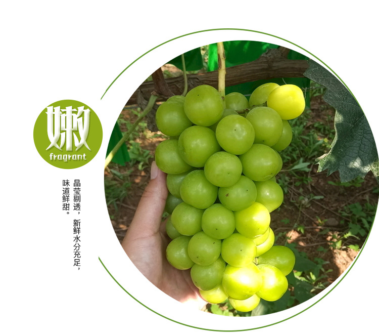 阳光玫瑰葡萄_06.jpg