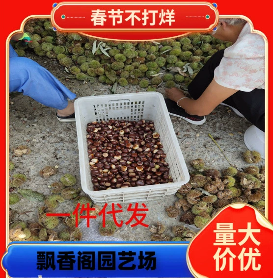 Оптовые поставки саженцев каштана, привитые саженцы каштана, база посадочных материалов каштана из Шаньдуна, льготные цены для крупных заказов