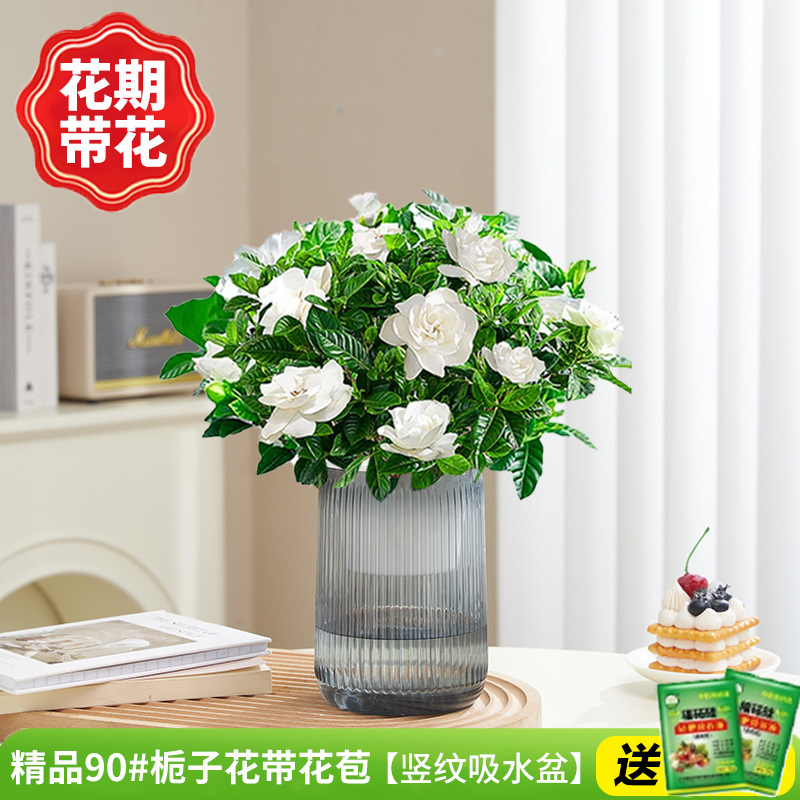 부티크 90#치자나무 개화기의 꽃(회색 세로줄무늬 수분흡수대)에 영양액을 공급