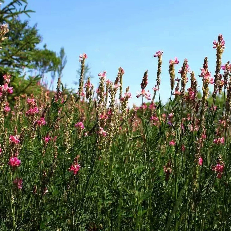 Семена красной клеверы также известны как королева кормов, бобы для кормления ослов, кормовые семена с быстрым прорастанием и кормовые семена с более высокой степенью прорастания.
