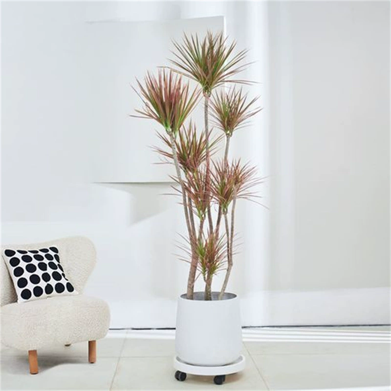 Тысячелетия Вуд Зеленое растение Крытый Большой горшок Красочные Железный Дракон Кровавое дерево Чистая Красный Зеленое растение Хорошо для выращивания в скандинавском стиле хвоща железа