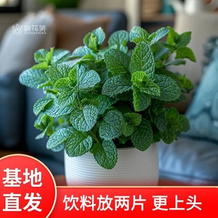 Mint Base Direct Selling Potted Edible Vanilla Green Plant Seedlings and Flowers to Feed Balcony Indoor Plants
