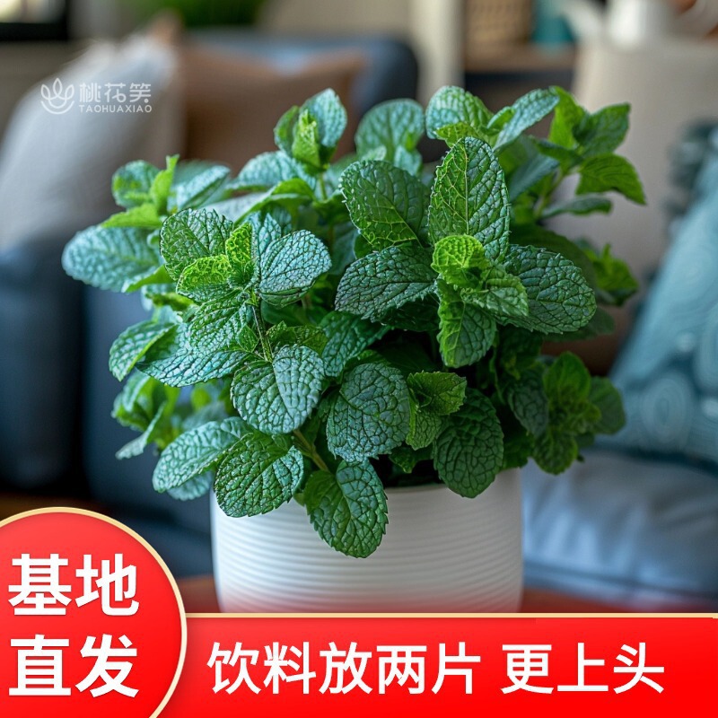 Mint Base Direct Selling Potted Edible Vanilla Green Plant Seedlings and Flowers to Feed Balcony Indoor Plants Mint Base Direct Selling Potted Edible Vanilla Green Plant Seedlings and Flowers to Feed Balcony Indoor Plants
