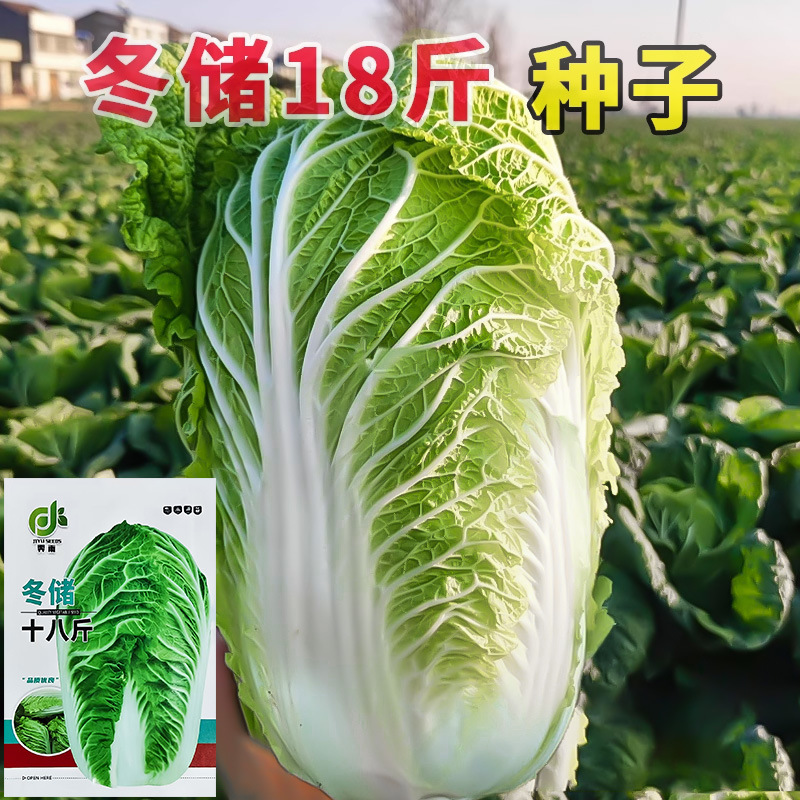 冬储十八斤白菜种子东北大白菜种子冬储酸菜大白菜籽秋季包心白菜