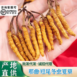 Тибетские наки cordyceps sinensis 1 грамм из 2 граммов Cordyceps, сушеных Cordyceps, Cordyceps cordyceps, оптовые гимерные свежие кордицепсы