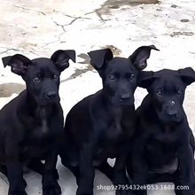 纯种黑狼犬墨界黑狼巨型犬黑狼幼犬赛级看家护院犬墨界黑狼活体狗