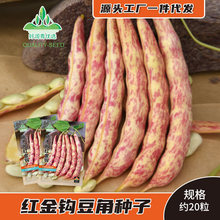 摘不败红金钩豆角种子东北油豆角种籽春秋季红金勾豆角籽早熟芸豆