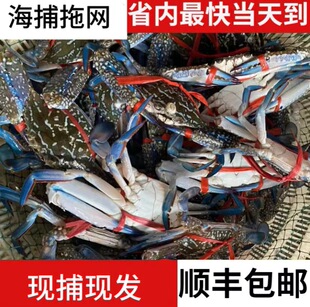 ���ۺ���������з2-3ֻ/�����r�m��з�������~�Mœһ�����lֱ����