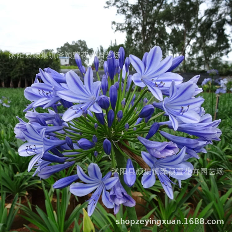 Байцильский Корневище семенной шар многолетний Цветущий двор балкон комнатное Горшечное полевое растение Морозостойкое Four Seasons Цветы зеленые растения