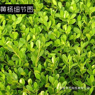 �����S����С�~�S���綬����G���h�ʴ��~�S��@�֘����S��ľ����