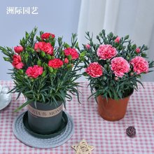 康乃馨鲜花盆栽四季开花带花苞石竹花苗室内阳台庭院绿三八女神节