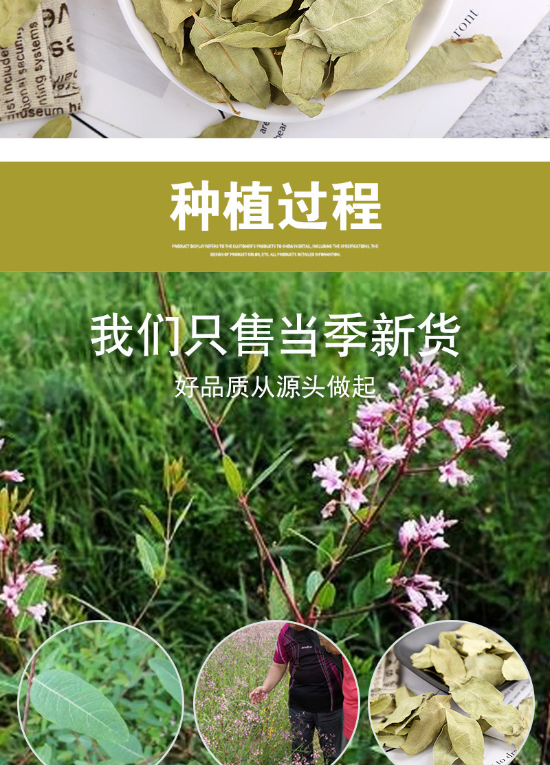 Luobuma Tender Leaf & Bud (Apocynum venetum) — Xinjiang Dried Food Herb, 500g in use