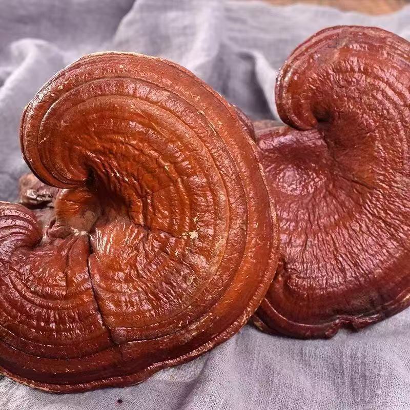 Red Reishi Mushroom Ling Zhi Whole and Sliced Dried Ganoderma for Tea Wine and Soup 500g specifications