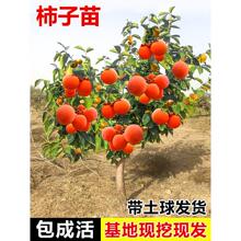 �o�����Ә�������Ե��ԱP��������������������ش�ͥԺ�����