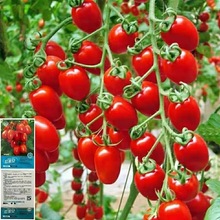 超甜番茄種子四季聖女果春季小西紅柿苗千禧籽季農家盆栽蔬菜種孑