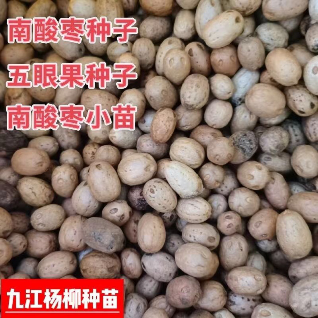 南酸枣种子 酸枣种子 南酸枣 五眼果种子 南酸枣小苗