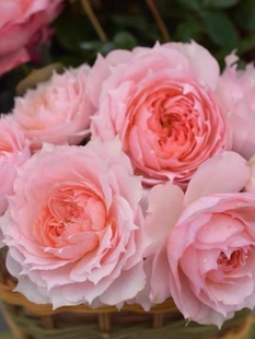 Cutting New Rose Monica David Fragrant Shrub Rose Balcony Courtyard Potted Flower Seedlings