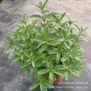 ���{��β�ݾGֲ���R���@ͥԺ�^�p�Gֲ���Ծ����k��������