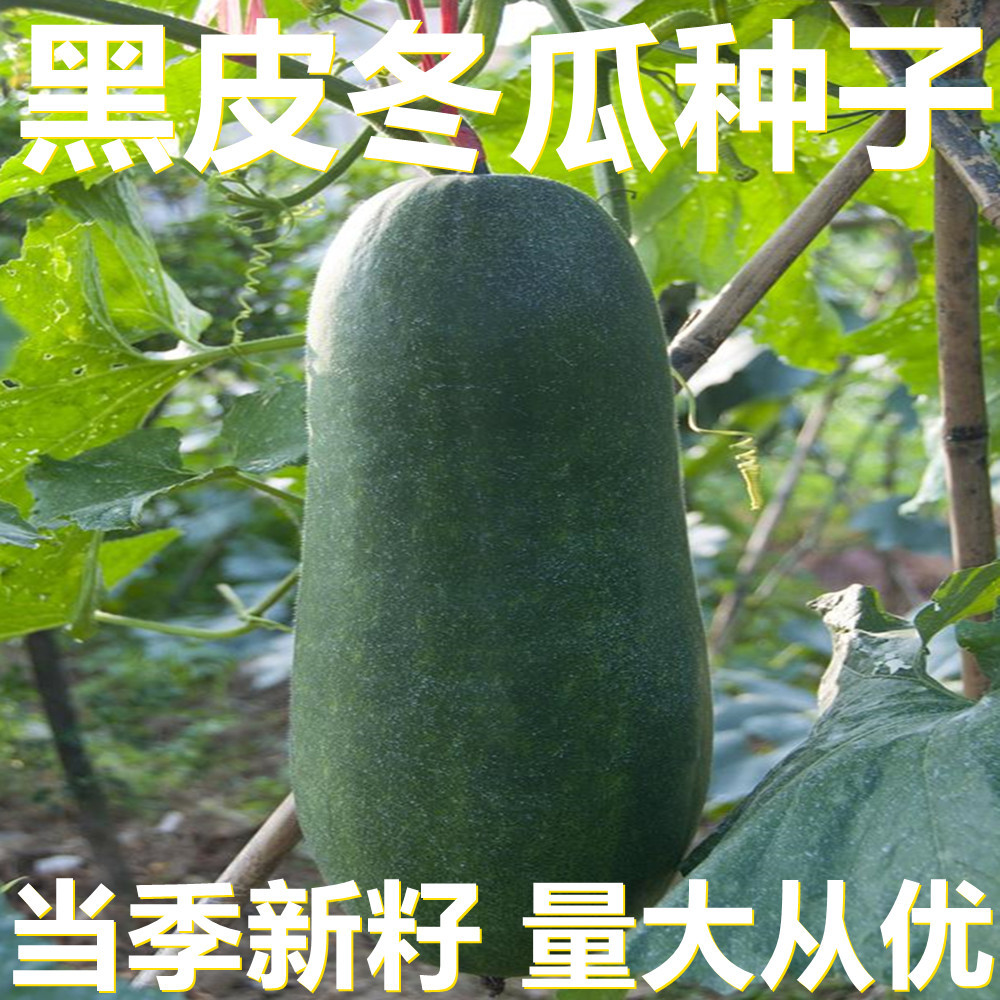 黑皮冬瓜种子 5克-50克散装 产地直供 当季新籽 瓜果蔬菜种子