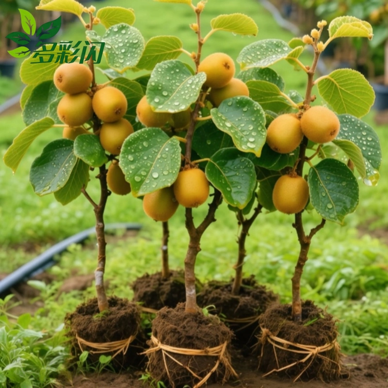 Саженцы киви для посадки на открытом воздухе, красный Ян самополинозирующийся с листьями и почвой, саженцы киви, саженцы фруктов