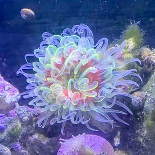 海葵活體寵物海缸生物活珊瑚造景海草活物觀賞海水魚尼莫小丑魚