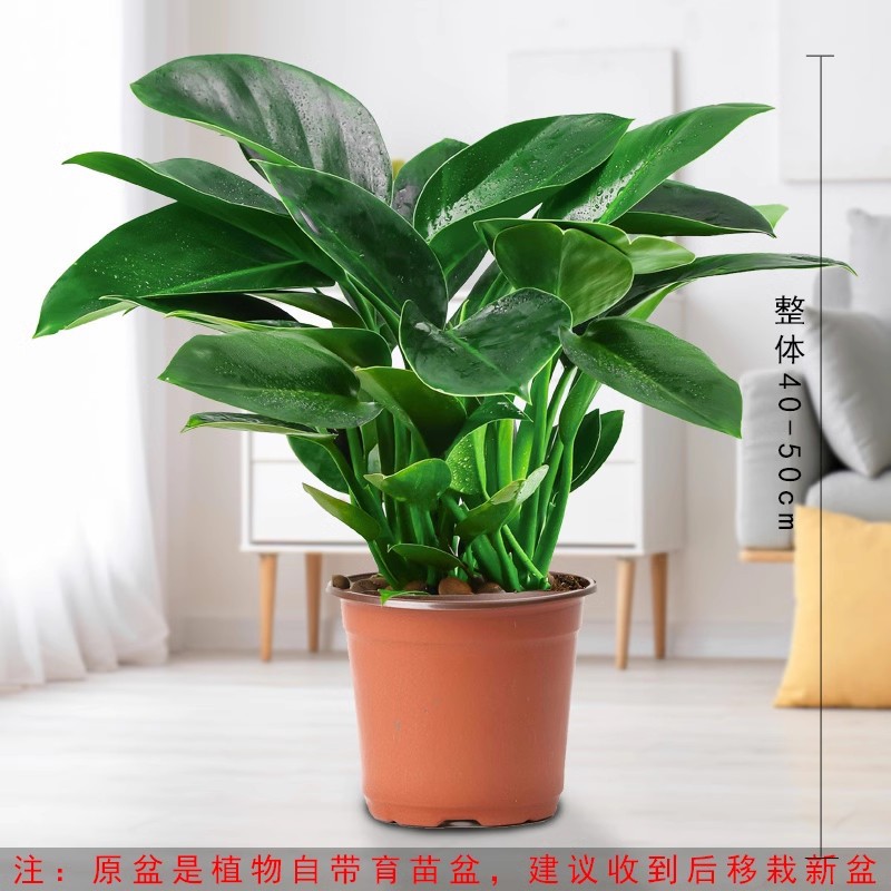 골든다이아몬드 30-40cm 3그루 [오리지널 흙냄비] + 영양액