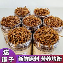 乌龟粮食饲料大龟 2023款烘干黄粉虫高蛋白虫干零食主粮刺猬食物