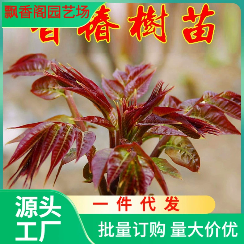 Цельные посадки красного масла с ароматом камфоры, посадки зеленого масла с ароматом камфоры, съедобные южные и северные посадочные бассейны, посадки в теплице