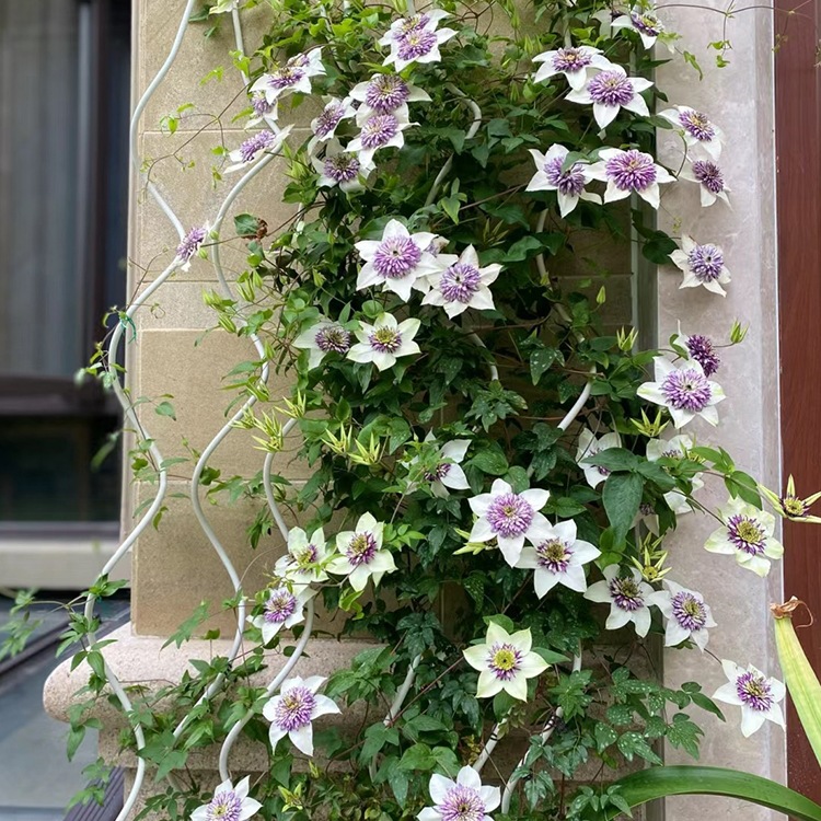 新幻紫弗罗里达铁线莲花苗盆栽阳台庭院耐寒爬藤花卉无刺藤蔓植物