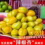 南方北方早熟种植杏树苗