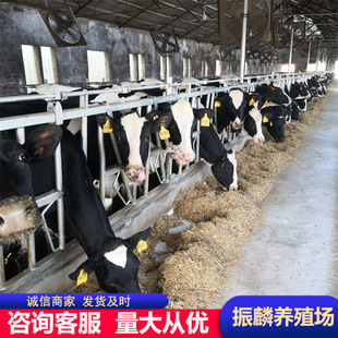 �߮a��ţЧ�� �ڰ׻���ţ�Bֳ��������ţ�كr�� �����Sţ