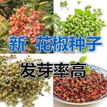 ĴN ڴtۻN n ~໨ o̻