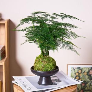 Asparagus Fern Moss Balls Are Good for Nourishing the Skin, Absorbing Formaldehyde, and Are Good for Fresh Air, Radiation Protection, Evergreen Hydroponic Plants That Are Shade-Tolerant in All Seasons